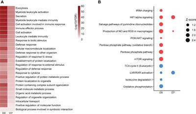 Glucose metabolism is upregulated in the mononuclear cell proteome during sepsis and supports endotoxin-tolerant cell function